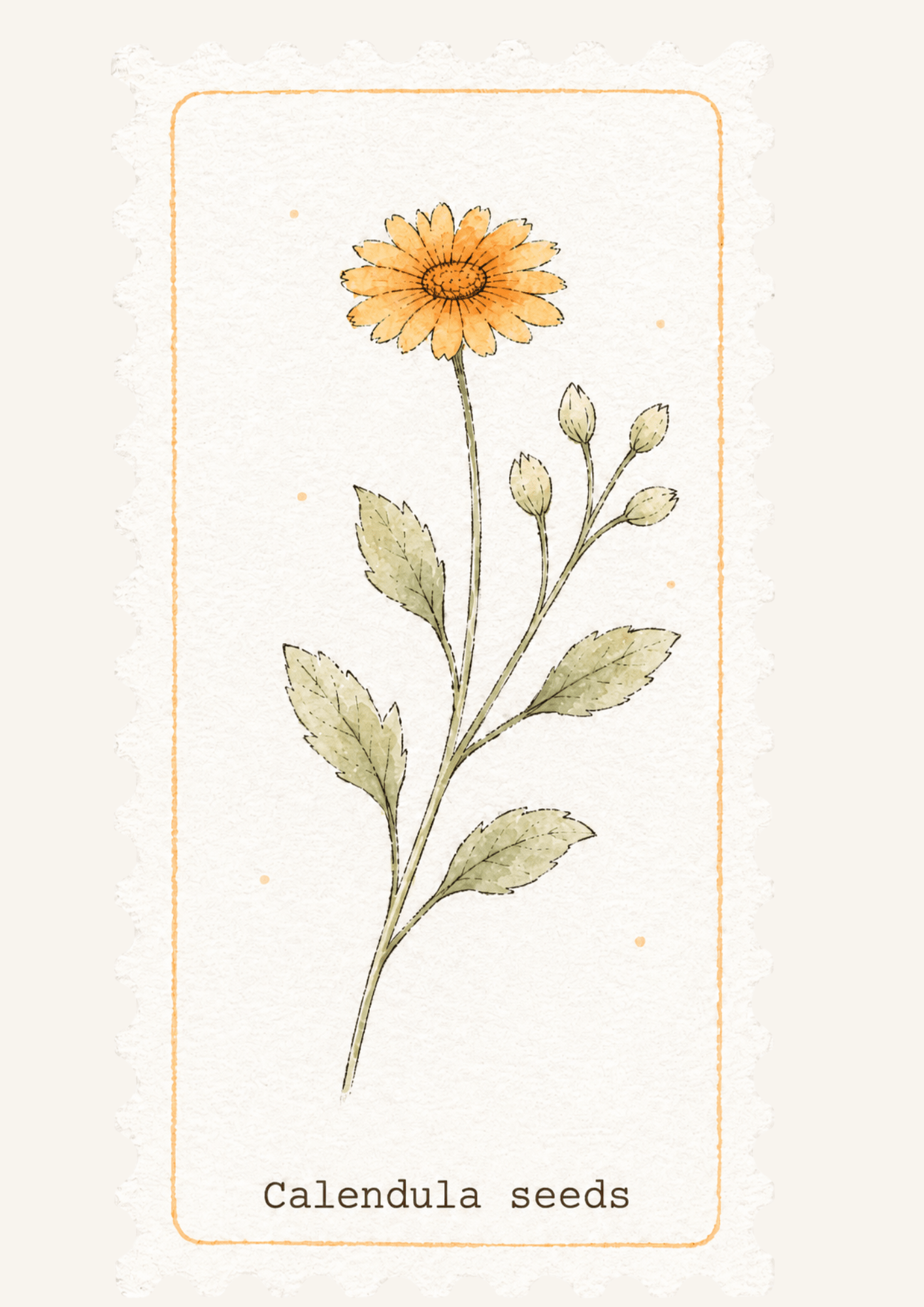 Golden Flower | Handgemaakte calendula kweeksetLumoterra