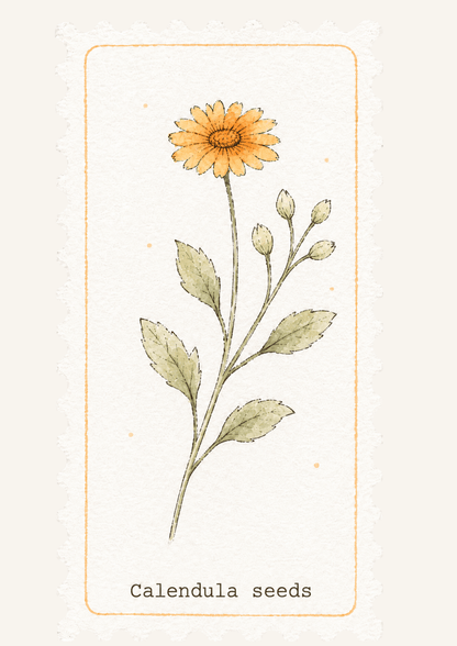 Golden Flower | Handgemaakte calendula kweeksetLumoterra