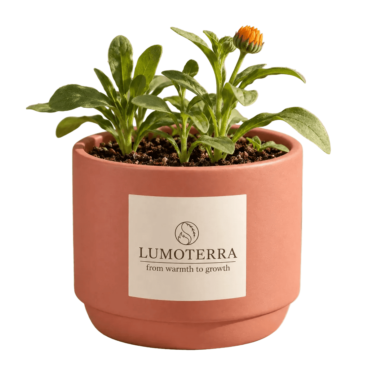 Golden Flower: calendula kweekset in terracotta pot van Lumoterra