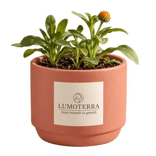 Golden Flower: calendula kweekset in terracotta pot van Lumoterra