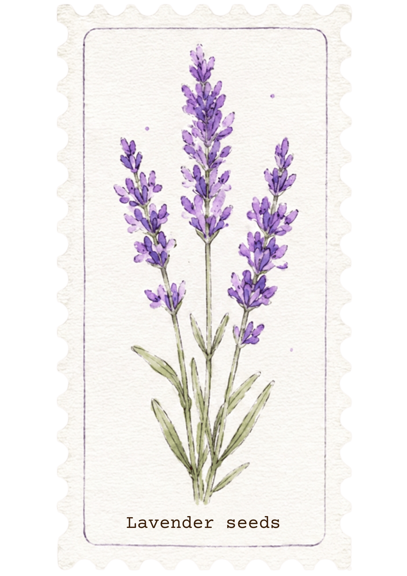 Morning Flower | Handgemaakte lavendel kweeksetLumoterra