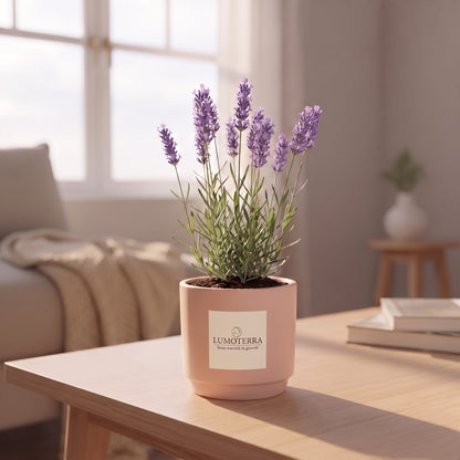 Morning Flower | Handgemaakte lavendel kweeksetLumoterra