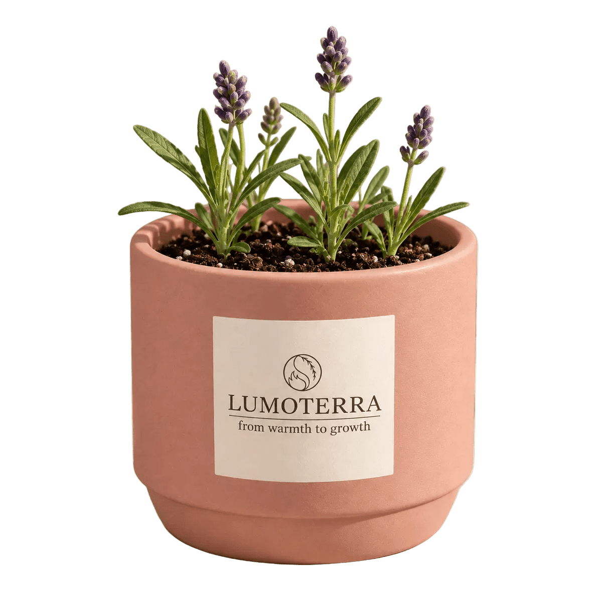 Morning Flower: lavendel kweekset in zalmroze pot van Lumoterra
