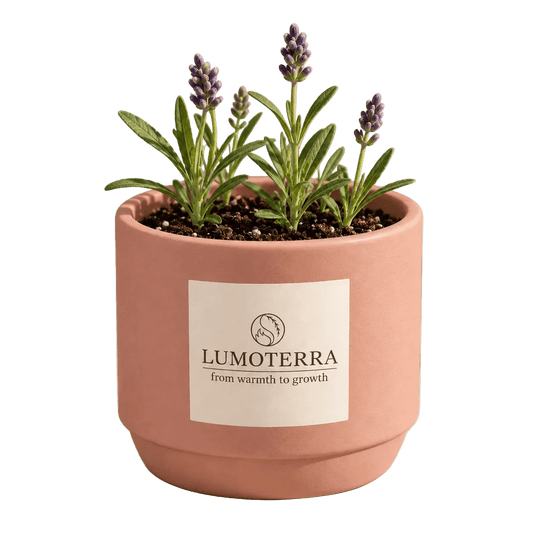 Morning Flower: lavendel kweekset in zalmroze pot van Lumoterra
